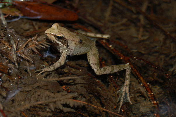 rane da identificare - Rana italica